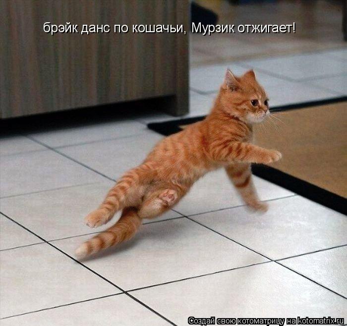 брэйк данс по кошачьи, Мурзик отжигает!... Котоматрица: брэйк данс по кошачьи, Мурзик отжигает!