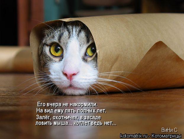 Его вчера не накормили. На вид ему пять полных лет. Залёг, охотничек, в засаде ловить мыша... котлет ... Котоматрица: Его вчера не накормили. На вид ему пять полных лет. Залёг, охотничек, в засаде ловить мыша... котлет ведь нет... ВиНи С