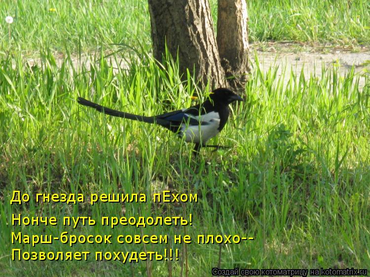 Позволяет похудеть!!! Марш-бросок совсем не плохо-- Нонче путь преодолеть! До гнезда решила пЕхом... Котоматрица: Позволяет похудеть!!! Марш-бросок совсем не плохо-- Нонче путь преодолеть! До гнезда решила пЕхом
