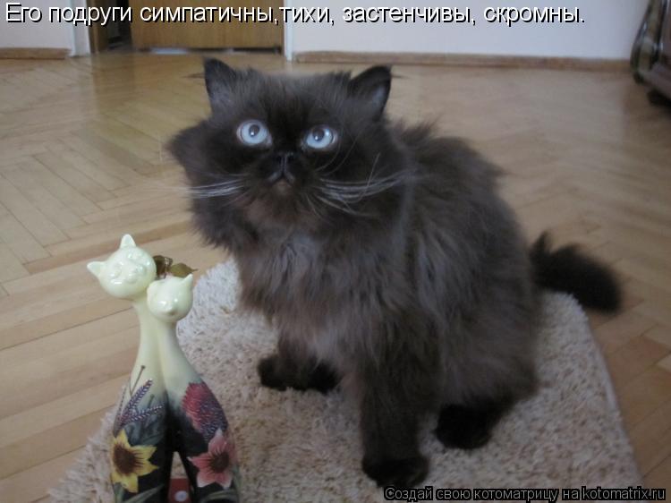 Котоматрица: Его подруги симпатичны,тихи, застенчивы, скромны…