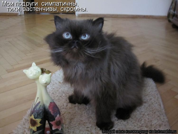 Котоматрица: Мои подруги  симпатичны,   тихи, застенчивы, скромны…
