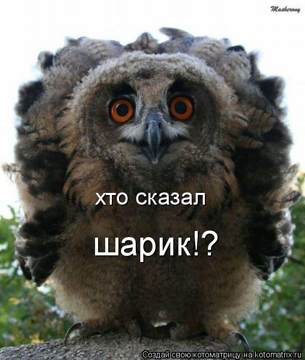Котоматрица: хто сказал шарик!?
