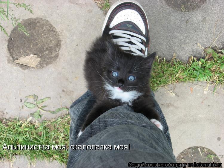 Котоматрица: Альпинистка моя, скалолазка моя!