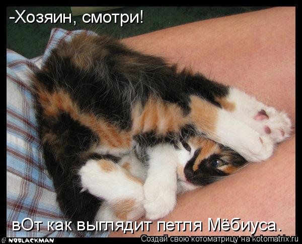 Котоматрица: -Хозяин, смотри! вОт как выглядит петля Мёбиуса.