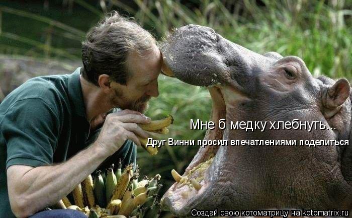 Котоматрица: Мне б медку хлебнуть... Друг Винни просил впечатлениями поделиться