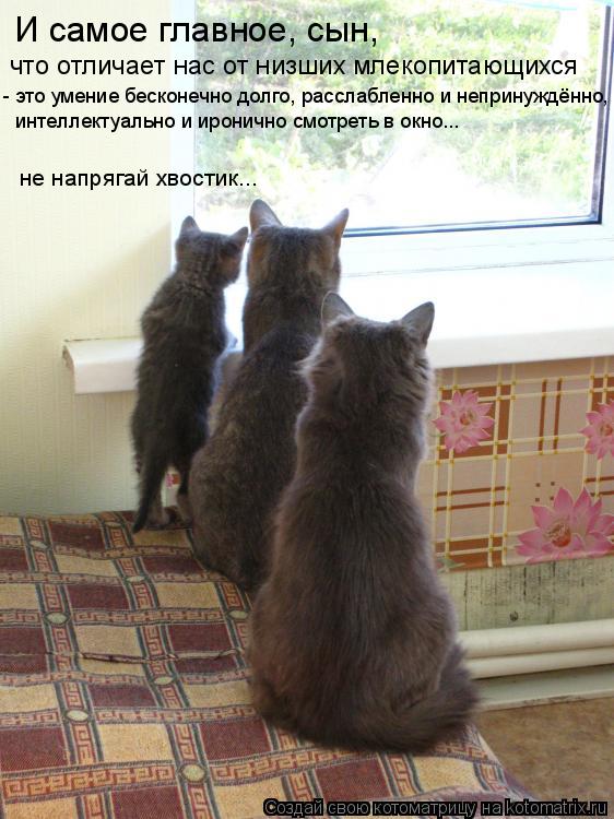 И самое главное, сын, что отличает нас от низших млекопитающихся - это умение бесконечно долго, расс... Котоматрица: И самое главное, сын, что отличает нас от низших млекопитающихся - это умение бесконечно долго, расслабленно и непринуждённо, интеллектуал