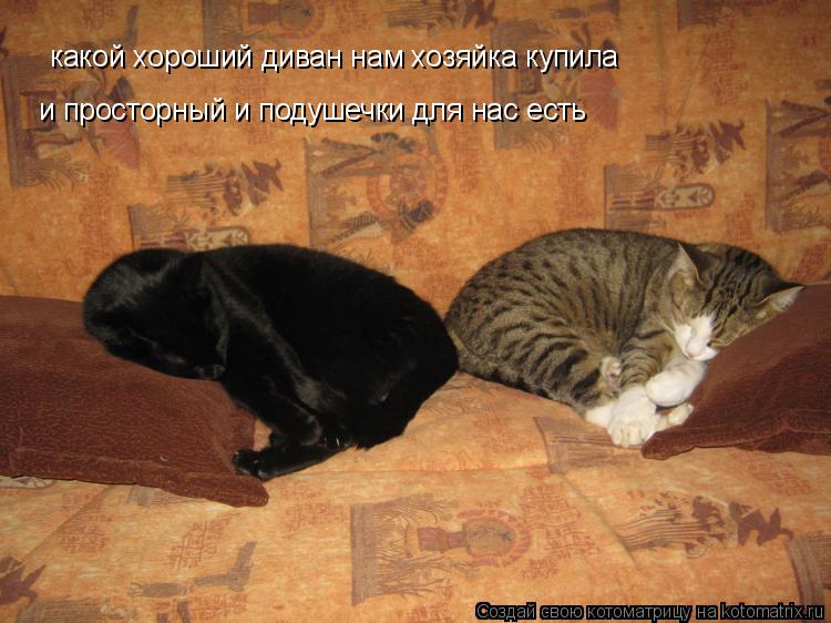 Котоматрица: какой хороший диван нам хозяйка купила  и просторный и подушечки для нас есть