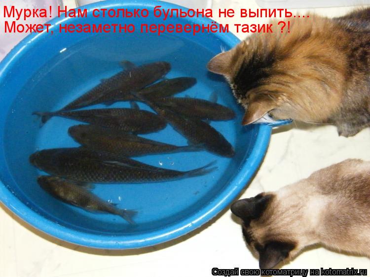 Мурка! Нам столько бульона не выпить.... Может, незаметно перевернём тазик ?!... Котоматрица: Мурка! Нам столько бульона не выпить.... Может, незаметно перевернём тазик ?!