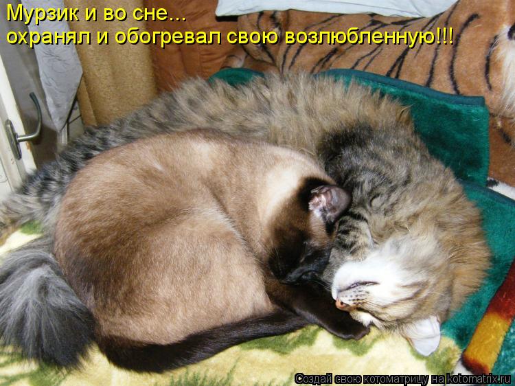 Котоматрица: Мурзик и во сне... охранял и обогревал свою возлюбленную!!!