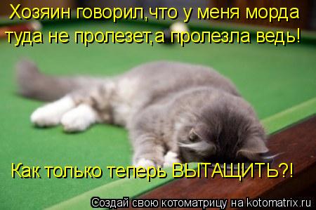 Котоматрица: Хозяин говорил,что у меня морда туда не пролезет,а пролезла ведь! Как только теперь ВЫТАЩИТЬ?!