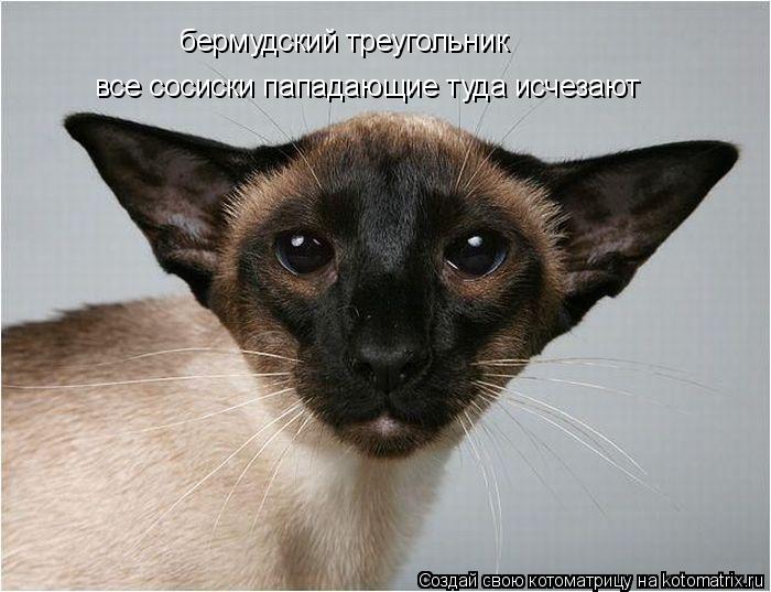 Котоматрица: бермудский треугольник все сосиски пападающие туда исчезают