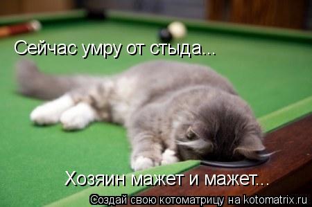 Котоматрица: Сейчас умру от стыда... Хозяин мажет и мажет...