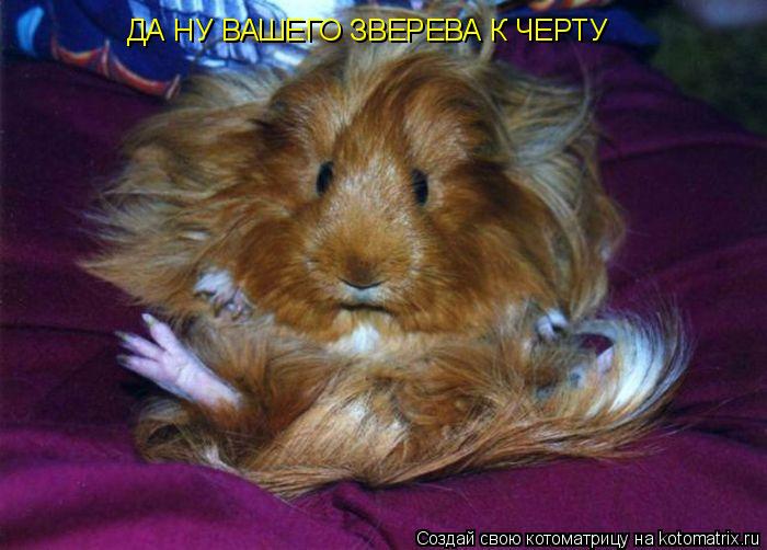 Котоматрица: ДА НУ ВАШЕГО ЗВЕРЕВА К ЧЕРТУ
