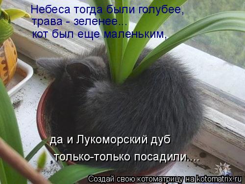 Котоматрица: Небеса тогда были голубее,  да и Лукоморский дуб трава - зеленее... кот был еще маленьким,  только-только посадили....