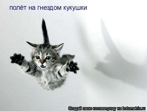 Котоматрица: полёт на гнездом кукушки