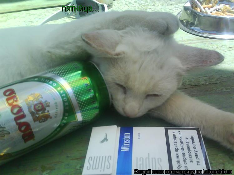 Котоматрица: пятнйца...
