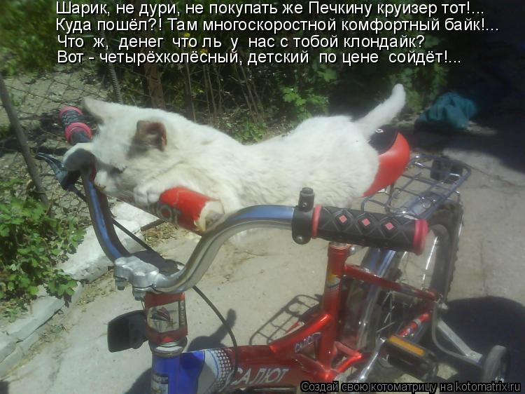Котоматрица: Шарик, не дури, не покупать же Печкину круизер тот!... Куда пошёл?! Там многоскоростной комфортный байк!... Что  ж,  денег  что ль  у  нас с тобой к