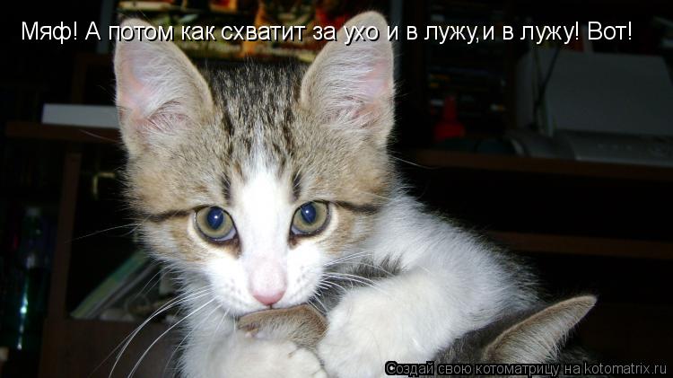 Котоматрица: Мяф! А потом как схватит за ухо и в лужу,и в лужу! Вот!