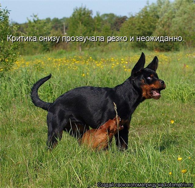 Критика снизу прозвучала резко и неожиданно.... Котоматрица: Критика снизу прозвучала резко и неожиданно.