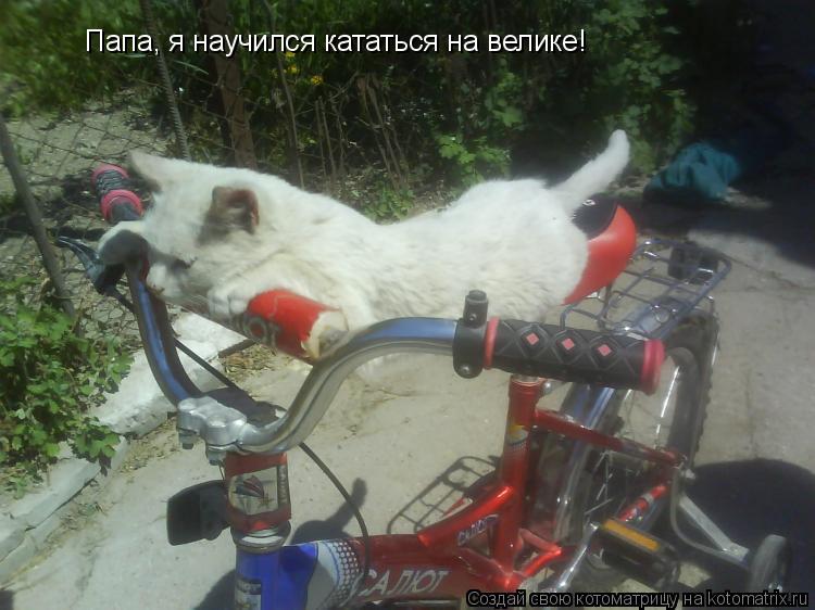 Котоматрица: Папа, я научился кататься на велике!