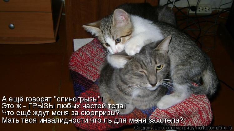 Котоматрица: Мать твоя инвалидности что ль для меня захотела? Что ещё ждут меня за сюрпризы? Это ж - ГРЫЗЫ любых частей тела! А ещё говорят "спиногрызы"!