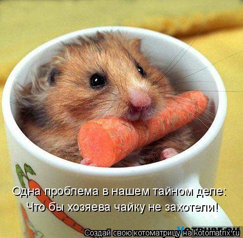 Котоматрица: Одна проблема в нашем тайном деле:  Что бы хозяева чайку не захотели!