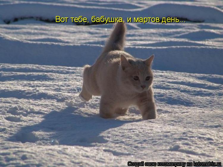 Котоматрица: Вот тебе, бабушка, и мартов день...
