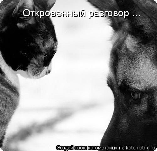 Котоматрица: Откровенный разговор ...