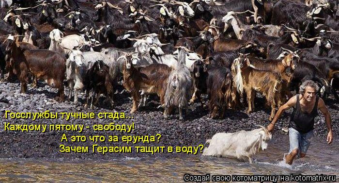 Котоматрица: Госслужбы тучные стада... Каждому пятому - свободу! А это что за ерунда? Зачем Герасим тащит в воду?
