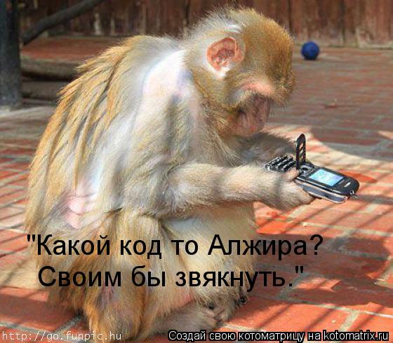 Котоматрица: "Какой код то Алжира? Своим бы звякнуть."