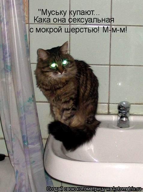 Котоматрица: "Муську купают... Кака она сексуальная  с мокрой шерстью! М-м-м!