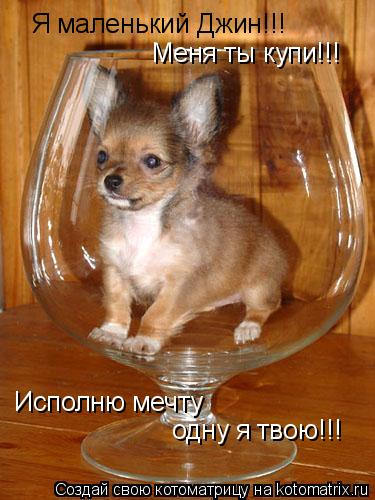 Котоматрица: Я маленький Джин!!! Меня ты купи!!! Исполню мечту одну я твою!!!