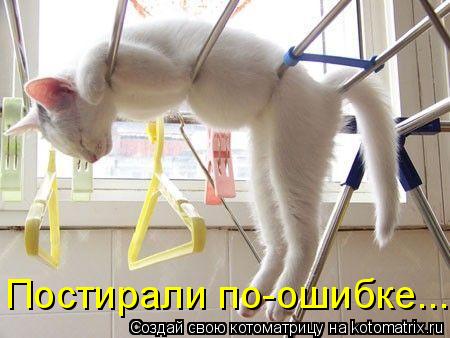 Котоматрица: Постирали по-ошибке....