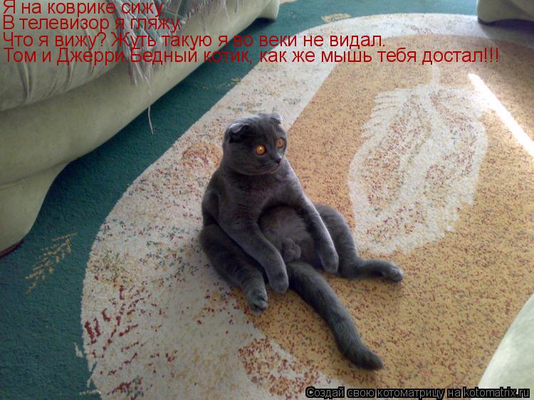 Котоматрица: Что я вижу? Жуть такую я во веки не видал. Что я вижу? Жуть такую я во веки не видал. Я на коврике сижу, В телевизор я гляжу. Том и Джерри.Бедный 