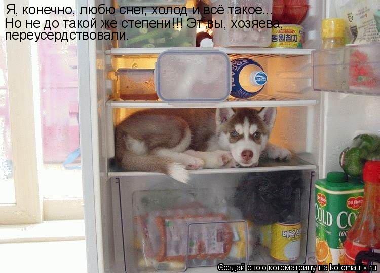 Я, конечно, любю снег, холод и всё такое... Но не до такой же степени!!! Эт вы, хозяева, переусердст... Котоматрица: Я, конечно, любю снег, холод и всё такое... Но не до такой же степени!!! Эт вы, хозяева, переусердствовали.