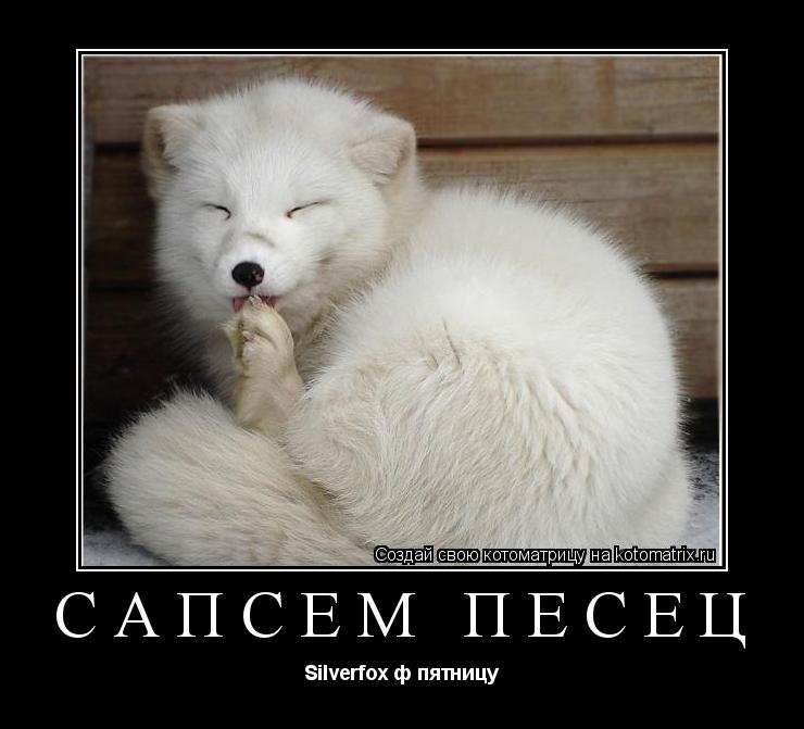 Котоматрица: САПСЕМ ПЕСЕЦ Silverfox ф пятницу