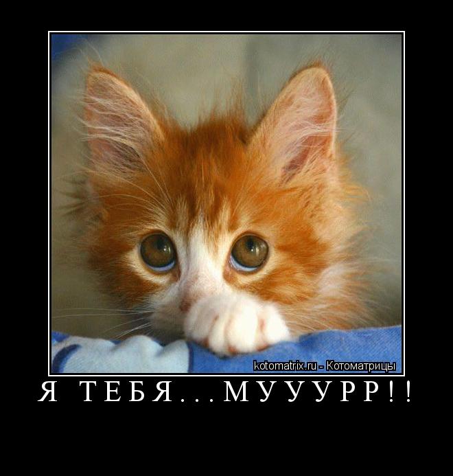 Котоматрица: Я ТЕБЯ...МУУУРР!! 