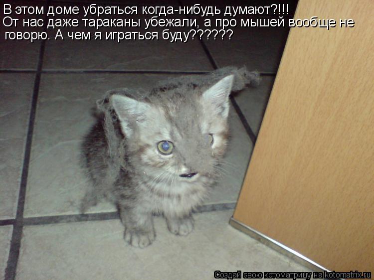 В этом доме убраться когда-нибудь думают?!!! говорю. А чем я играться буду?????? От нас даже тараканы... Котоматрица: В этом доме убраться когда-нибудь думают?!!! говорю. А чем я играться буду?????? От нас даже тараканы убежали, а про мышей вообще не