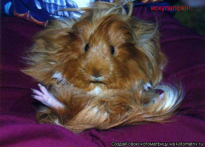 Котоматрица: искупался!!!....
