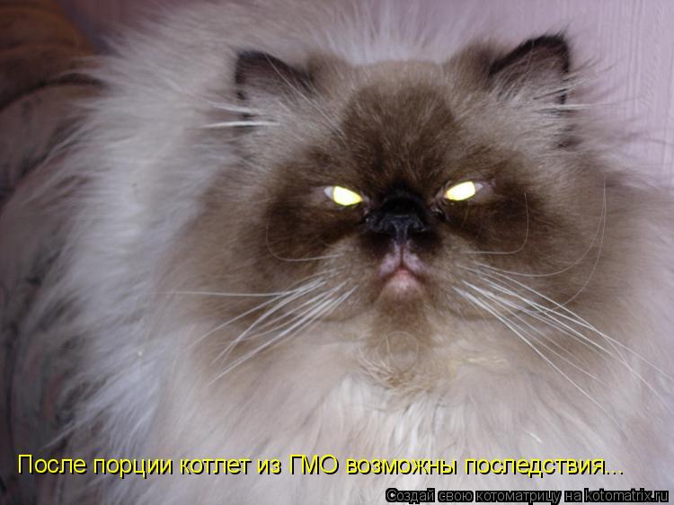 После порции котлет из ГМО возможны последствия...... Котоматрица: После порции котлет из ГМО возможны последствия...