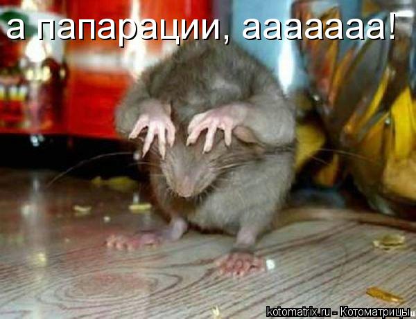 а папарации, ааааааа!... Котоматрица: а папарации, ааааааа!