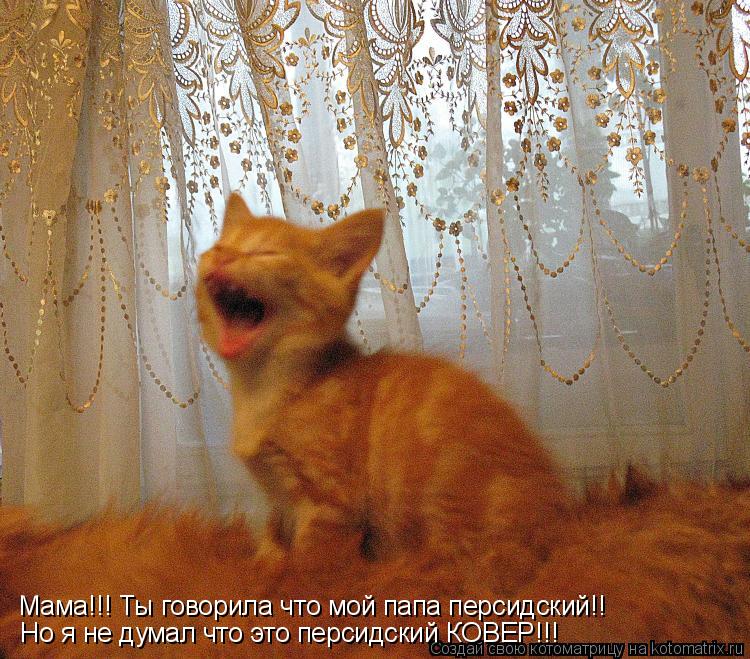 Но я не думал что это персидский КОВЕР!!! Мама!!! Ты говорила что мой папа персидский!!... Котоматрица: Но я не думал что это персидский КОВЕР!!! Мама!!! Ты говорила что мой папа персидский!!
