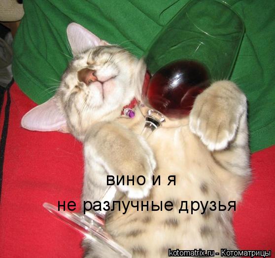 вино и я не разлучные друзья... Котоматрица: вино и я не разлучные друзья