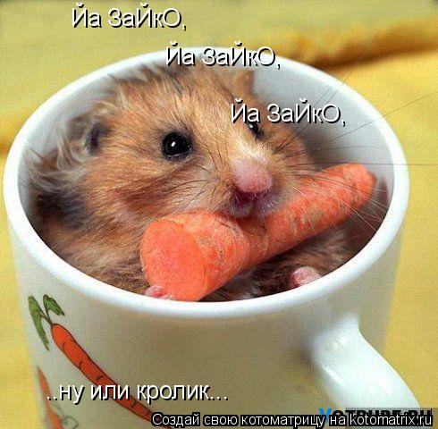 Йа ЗаЙкО, Йа ЗаЙкО, Йа ЗаЙкО, ..ну или кролик...... Котоматрица: Йа ЗаЙкО, Йа ЗаЙкО, Йа ЗаЙкО, ..ну или кролик...