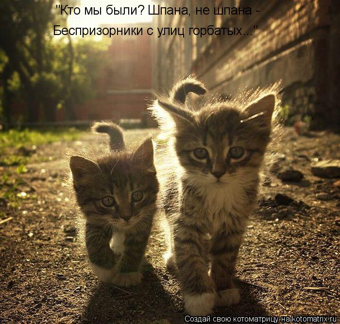 "Кто мы были? Шпана, не шпана - Беспризорники с улиц горбатых..."... Котоматрица: "Кто мы были? Шпана, не шпана - Беспризорники с улиц горбатых..."