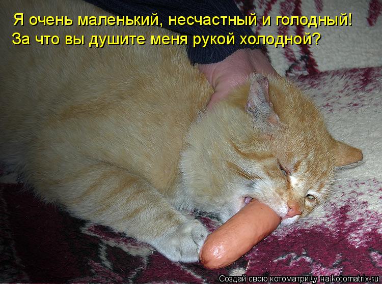 Я очень маленький, несчастный и голодный! За что вы душите меня рукой холодной?... Котоматрица: Я очень маленький, несчастный и голодный! За что вы душите меня рукой холодной?