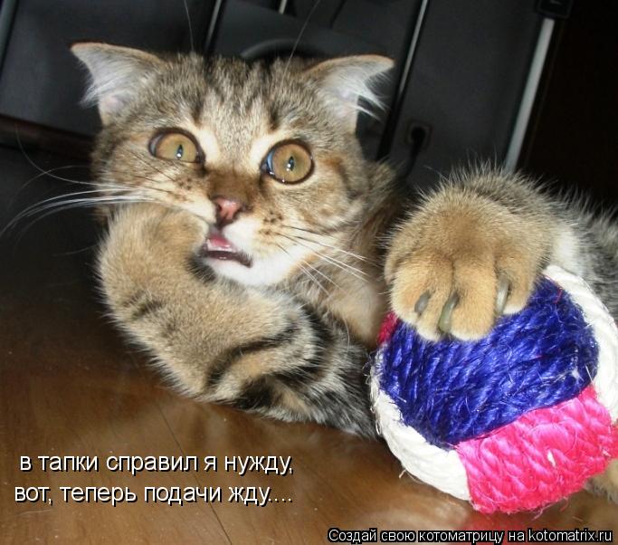 в тапки справил я нужду, вот, теперь подачи жду....... Котоматрица: в тапки справил я нужду, вот, теперь подачи жду....
