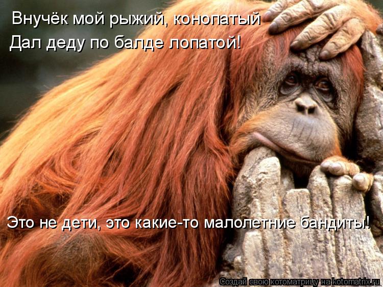 Внучёк мой рыжий, конопатый Дал деду по балде лопатой! Это не дети, это какие-то малолетние бандиты!... Котоматрица: Внучёк мой рыжий, конопатый Дал деду по балде лопатой! Это не дети, это какие-то малолетние бандиты!