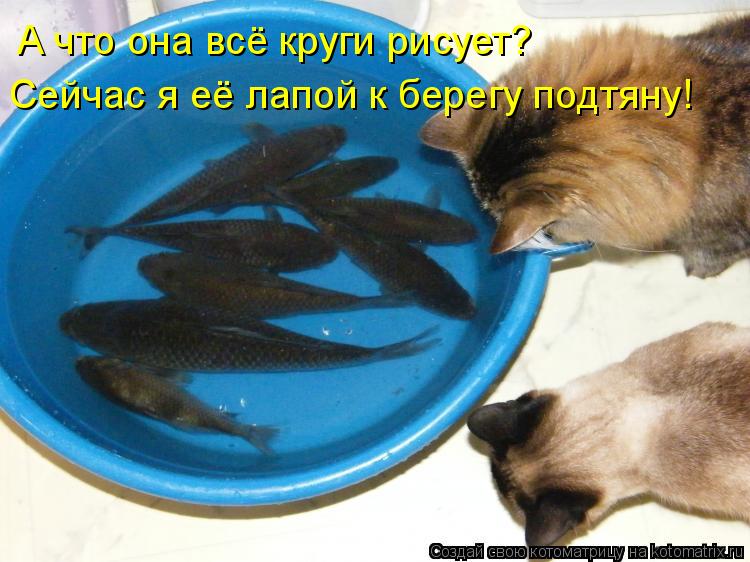 А что она всё круги рисует? Сейчас я её лапой к берегу подтяну!... Котоматрица: А что она всё круги рисует? Сейчас я её лапой к берегу подтяну!