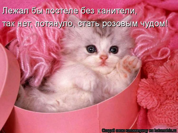 Лежал бы постеле без канители, так нет, потянуло, стать розовым чудом!... Котоматрица: Лежал бы постеле без канители, так нет, потянуло, стать розовым чудом!
